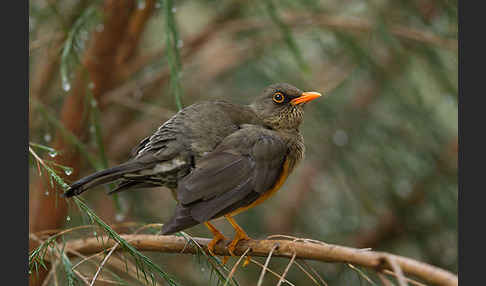 Gmelindrossel (Turdus abyssinicus)