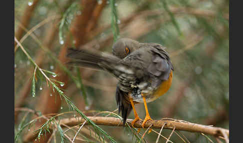 Gmelindrossel (Turdus abyssinicus)