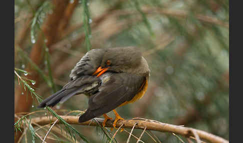 Gmelindrossel (Turdus abyssinicus)