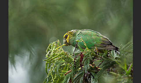 Schoapapagei (Poicephalus flavifrons)