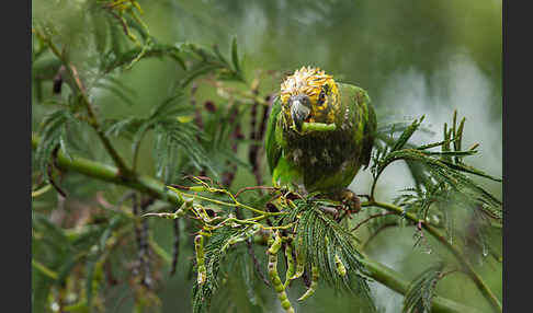 Schoapapagei (Poicephalus flavifrons)