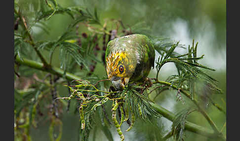 Schoapapagei (Poicephalus flavifrons)