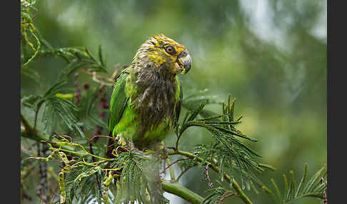 Schoapapagei (Poicephalus flavifrons)