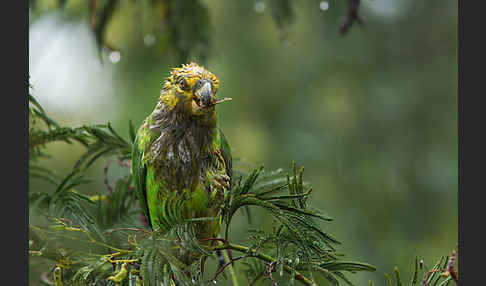 Schoapapagei (Poicephalus flavifrons)