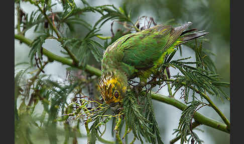 Schoapapagei (Poicephalus flavifrons)