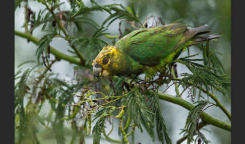 Schoapapagei (Poicephalus flavifrons)