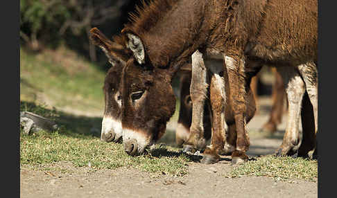 Hausesel (Equus asinus)