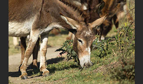 Hausesel (Equus asinus)