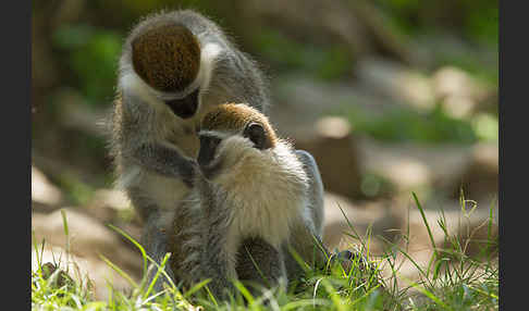 Grüne Meerkatze (Chlorocebus aethiops)