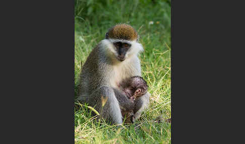 Grüne Meerkatze (Chlorocebus aethiops)