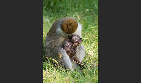 Grüne Meerkatze (Chlorocebus aethiops)