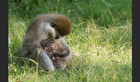 Grüne Meerkatze (Chlorocebus aethiops)