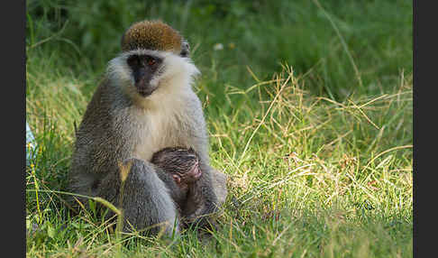 Grüne Meerkatze (Chlorocebus aethiops)