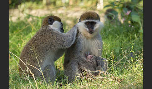 Grüne Meerkatze (Chlorocebus aethiops)