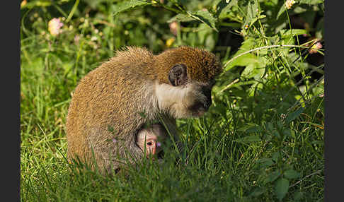 Grüne Meerkatze (Chlorocebus aethiops)