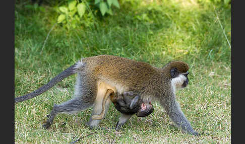 Grüne Meerkatze (Chlorocebus aethiops)