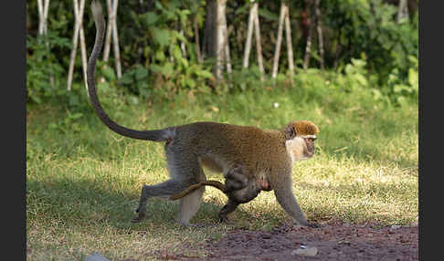 Grüne Meerkatze (Chlorocebus aethiops)