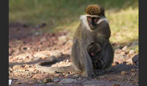 Grüne Meerkatze (Chlorocebus aethiops)