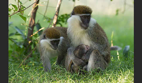 Grüne Meerkatze (Chlorocebus aethiops)