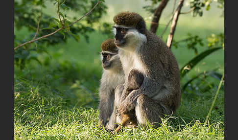 Grüne Meerkatze (Chlorocebus aethiops)