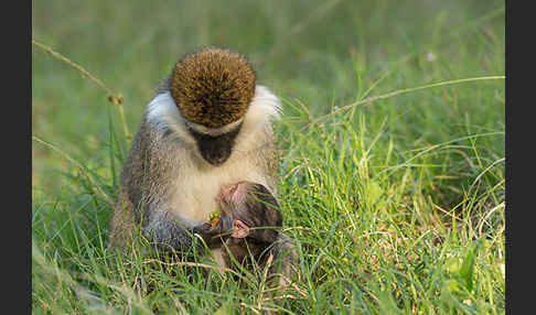 Grüne Meerkatze (Chlorocebus aethiops)