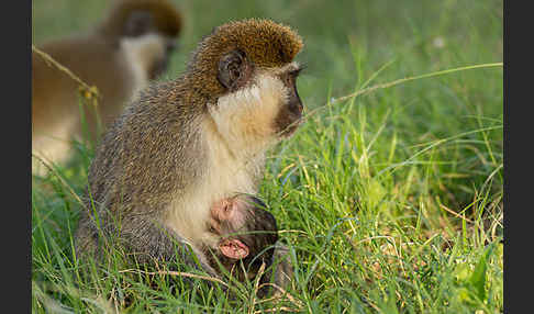 Grüne Meerkatze (Chlorocebus aethiops)