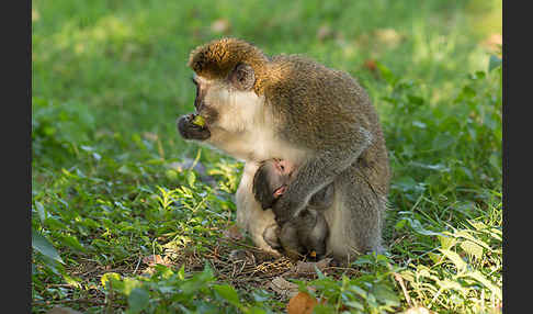 Grüne Meerkatze (Chlorocebus aethiops)