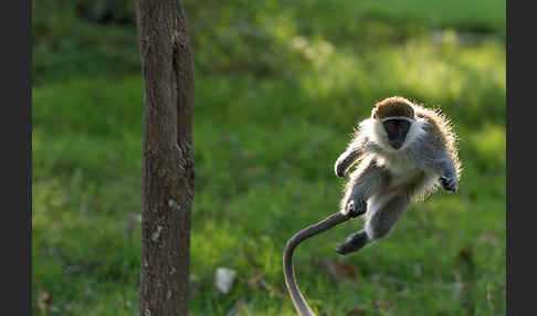 Grüne Meerkatze (Chlorocebus aethiops)