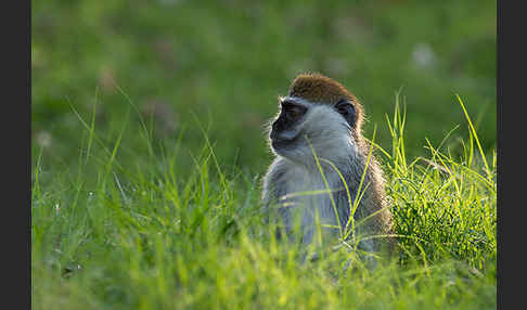 Grüne Meerkatze (Chlorocebus aethiops)