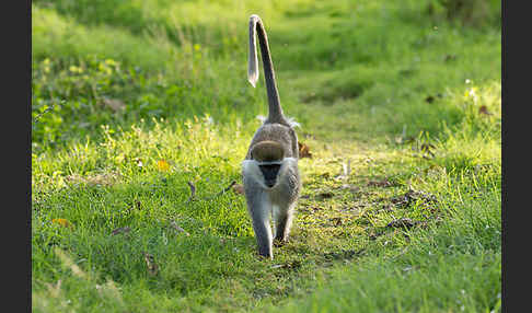 Grüne Meerkatze (Chlorocebus aethiops)