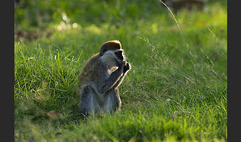 Grüne Meerkatze (Chlorocebus aethiops)