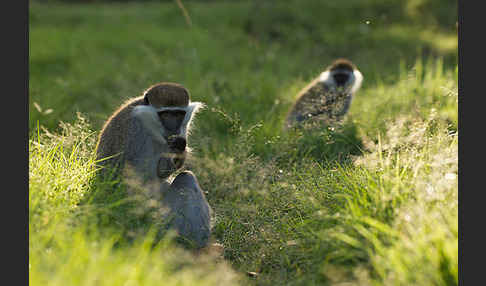 Grüne Meerkatze (Chlorocebus aethiops)