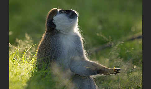 Grüne Meerkatze (Chlorocebus aethiops)