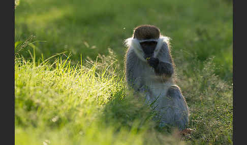 Grüne Meerkatze (Chlorocebus aethiops)