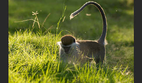 Grüne Meerkatze (Chlorocebus aethiops)