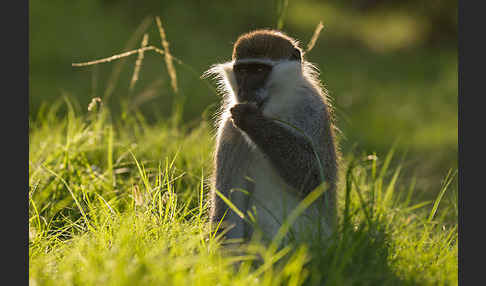 Grüne Meerkatze (Chlorocebus aethiops)