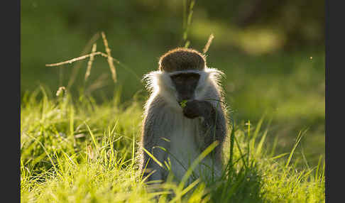 Grüne Meerkatze (Chlorocebus aethiops)