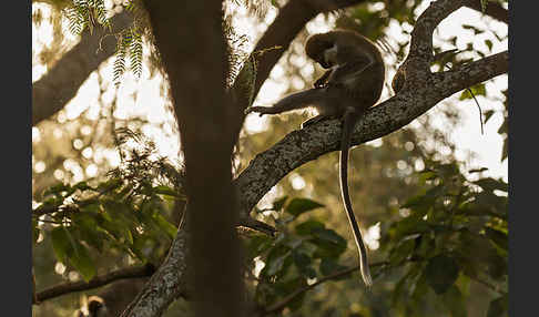 Grüne Meerkatze (Chlorocebus aethiops)