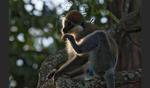 Grüne Meerkatze (Chlorocebus aethiops)