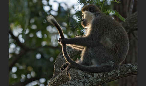 Grüne Meerkatze (Chlorocebus aethiops)