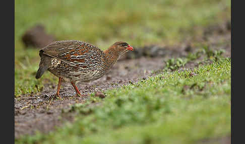 Braunnackenfrankolin (Pternistis castaneicollis)