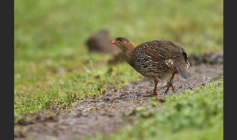 Braunnackenfrankolin (Pternistis castaneicollis)