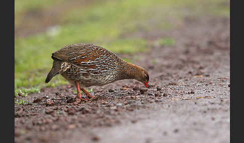 Braunnackenfrankolin (Pternistis castaneicollis)