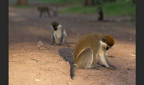 Grüne Meerkatze (Chlorocebus aethiops)