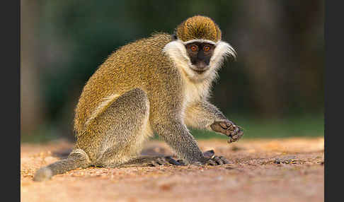 Grüne Meerkatze (Chlorocebus aethiops)