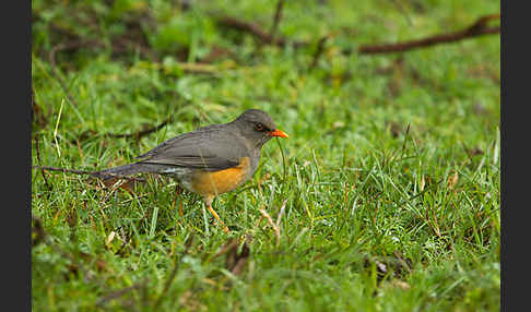 Gmelindrossel (Turdus abyssinicus)