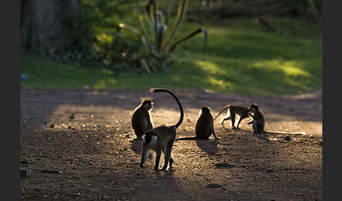 Grüne Meerkatze (Chlorocebus aethiops)