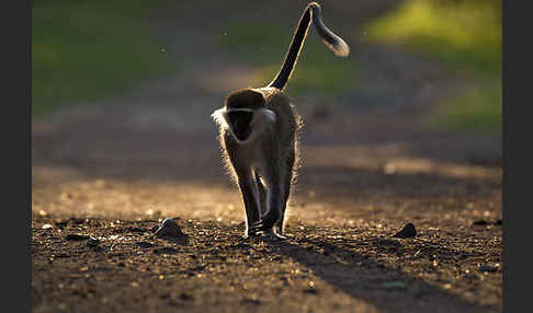 Grüne Meerkatze (Chlorocebus aethiops)