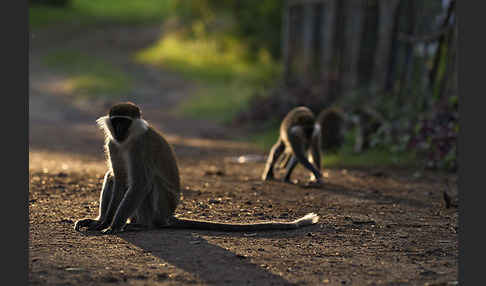 Grüne Meerkatze (Chlorocebus aethiops)