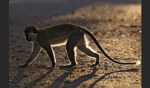 Grüne Meerkatze (Chlorocebus aethiops)